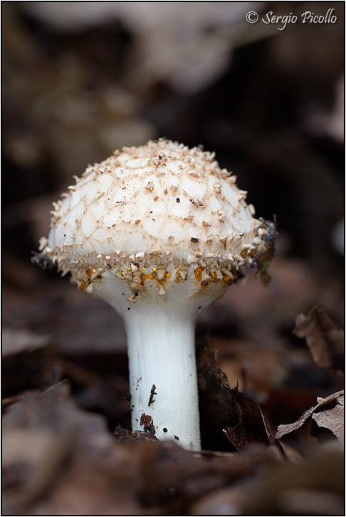 fungo_9150.jpg
