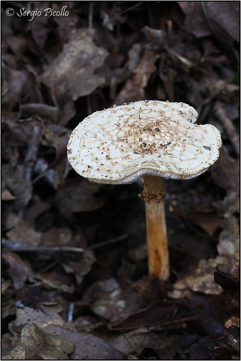 lepiota_9372.jpg