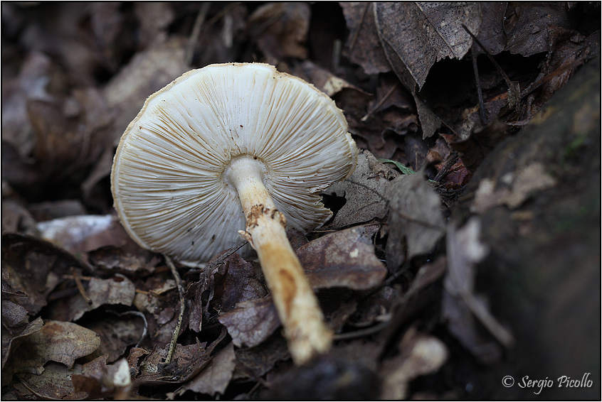 lepiota_9371.jpg