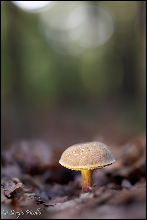 boletus_9388.jpg