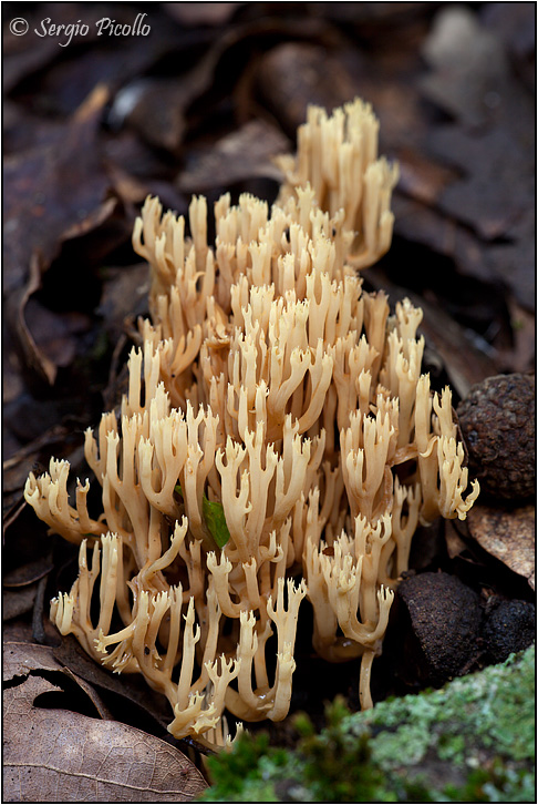 clavaria_9156.jpg