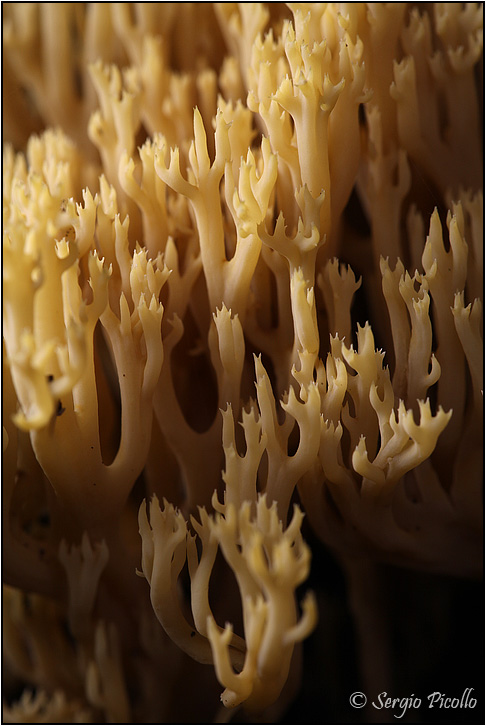 clavaria_9211.jpg