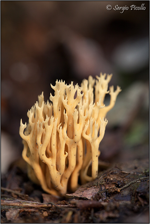 clavaria_9151.jpg