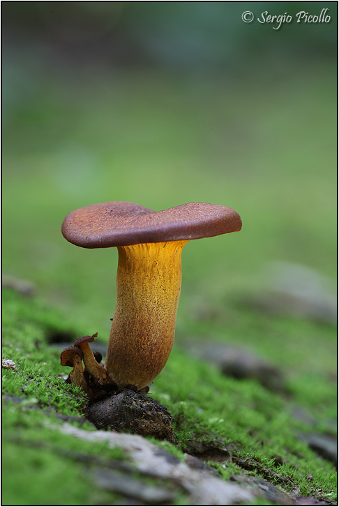 fungo_9370.jpg