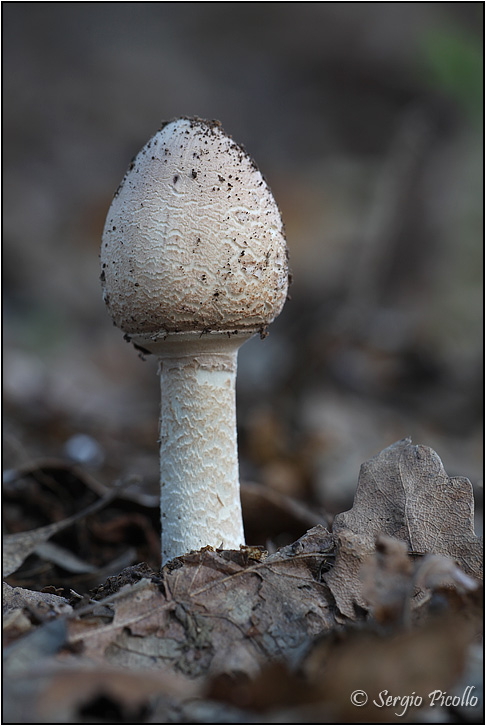 macrolepiota_9392.jpg