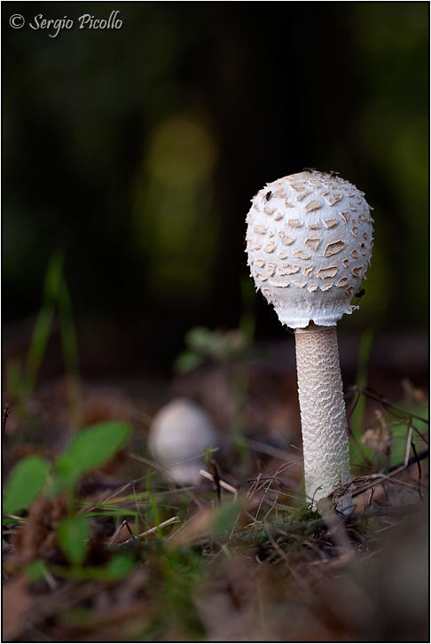 macrolepiota_9400.jpg