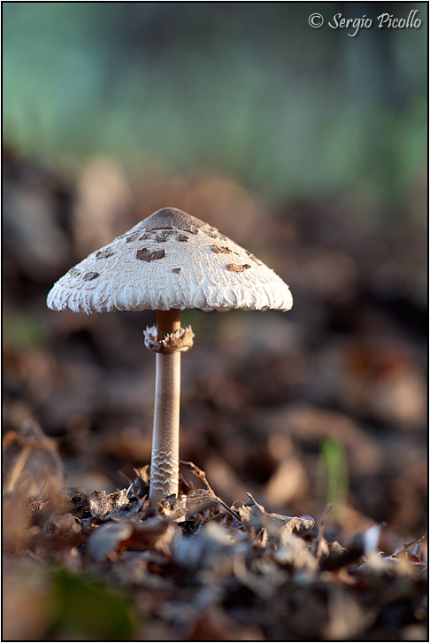macrolepiota_9397.jpg