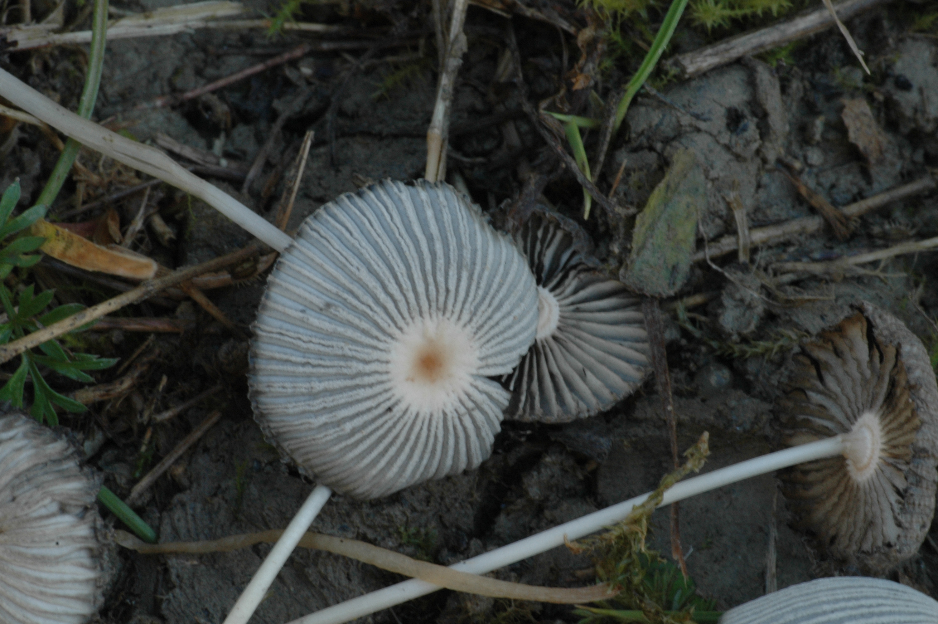 coprinus plicatilis.jpg