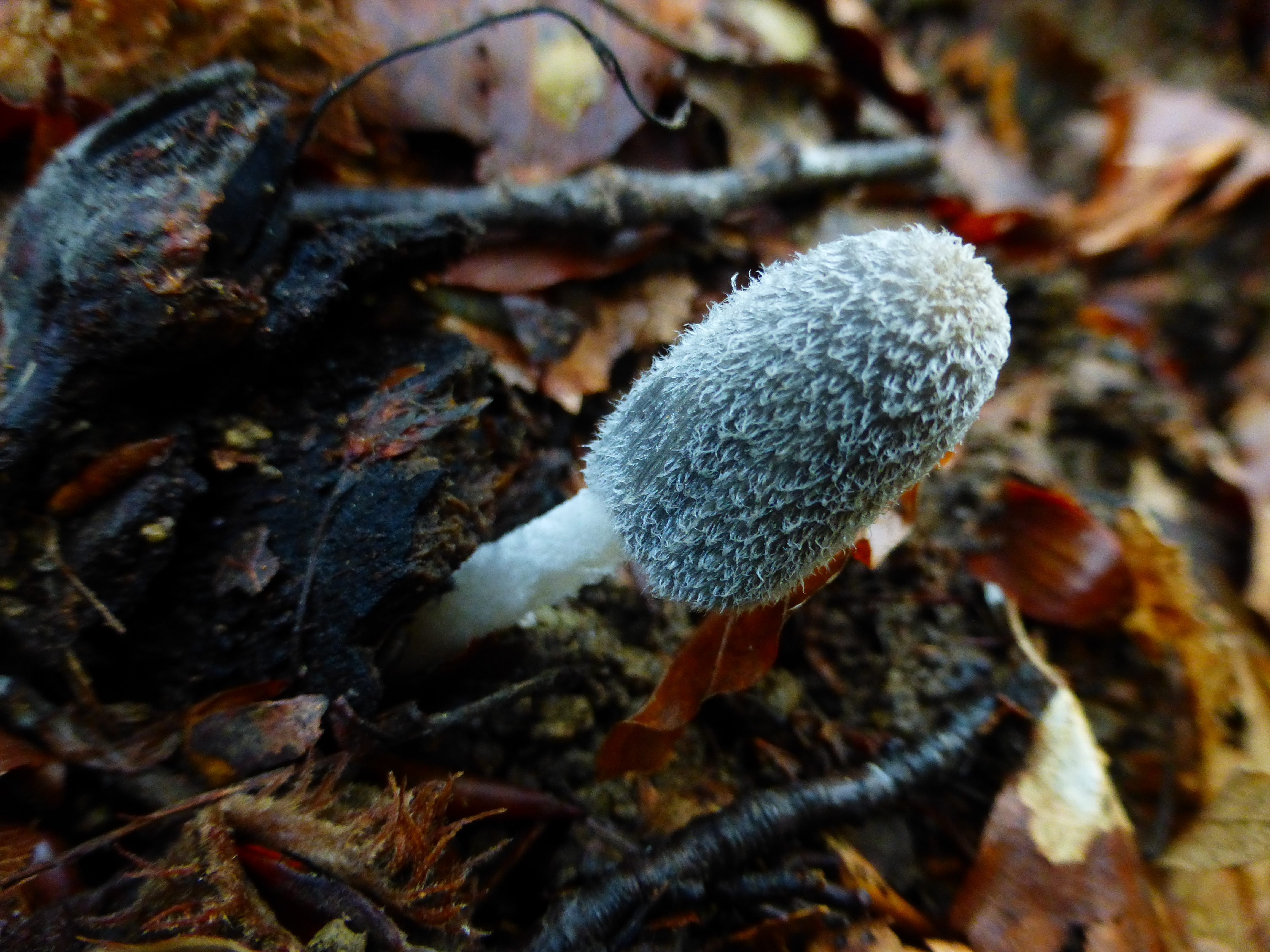 coprinus lagopus.jpg