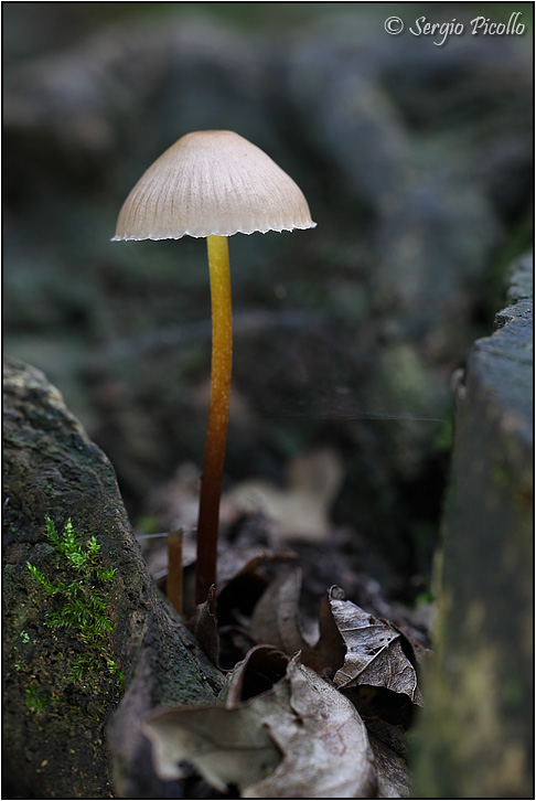 mycena_9160.jpg