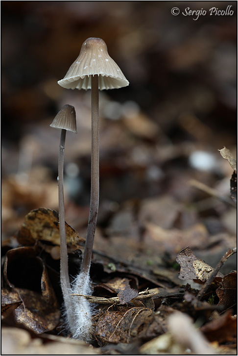 mycena_9203.jpg