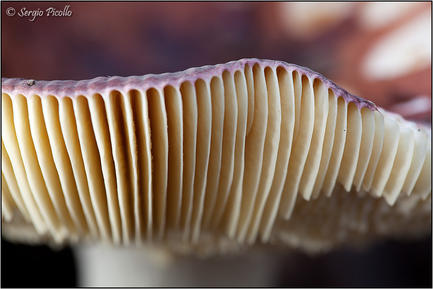 russula_9172.jpg