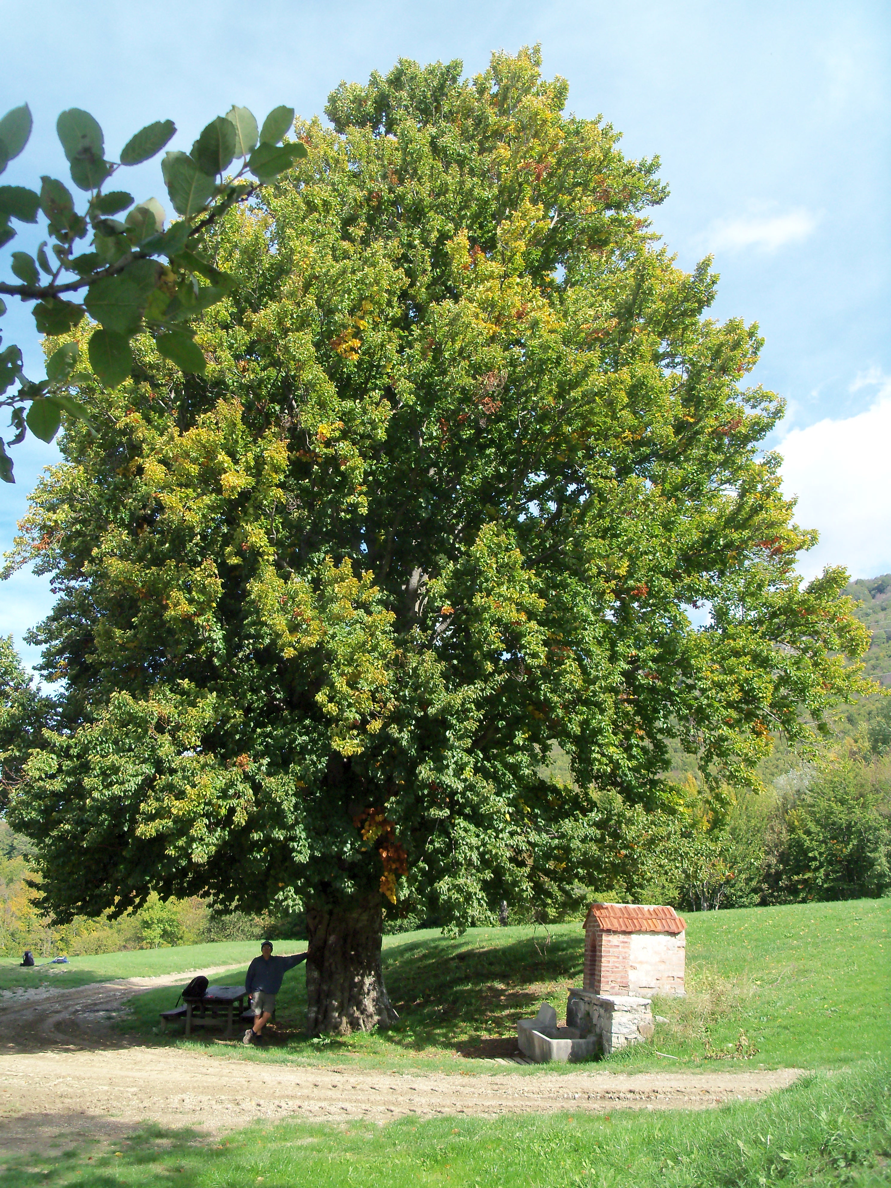 faggio Piana dei Lagacci crf 300 cm - h 16 m circa.jpg