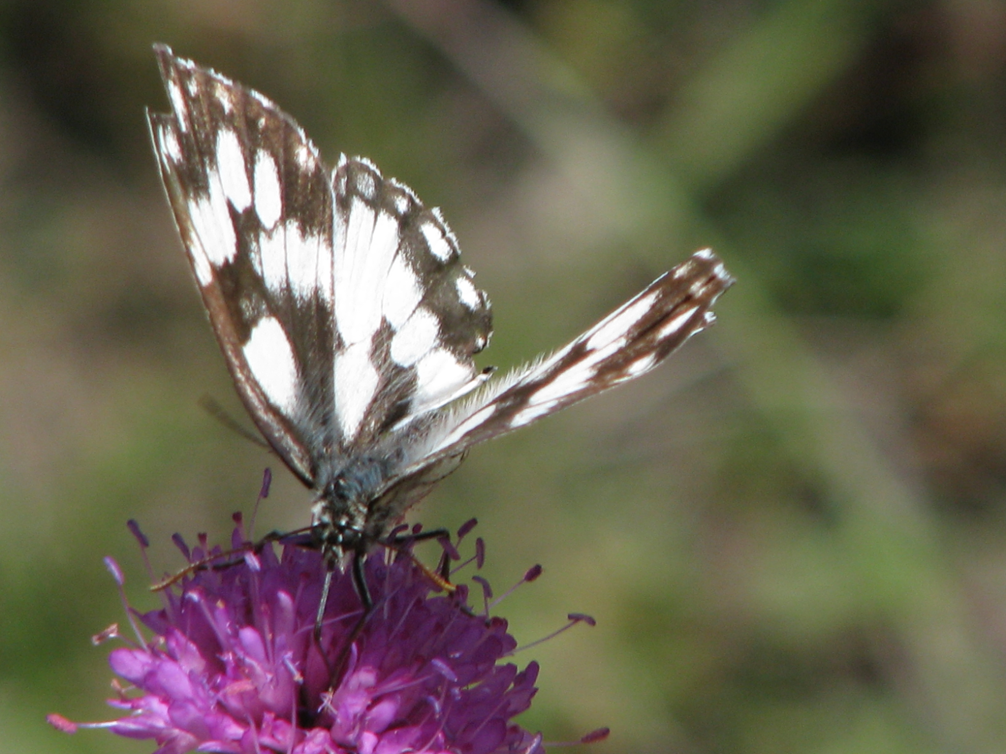 IMG_0359 pieride (forse) su scabiosa.jpg