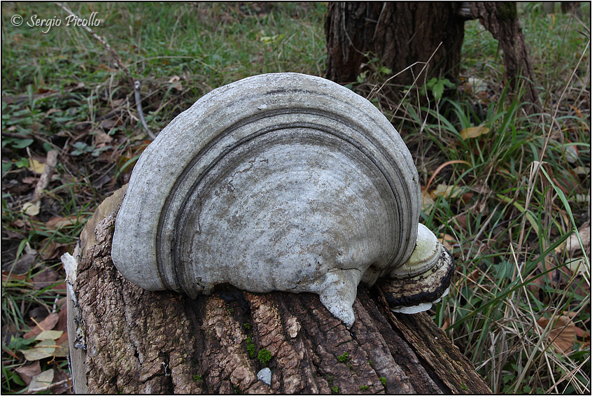 fomes_9756.jpg