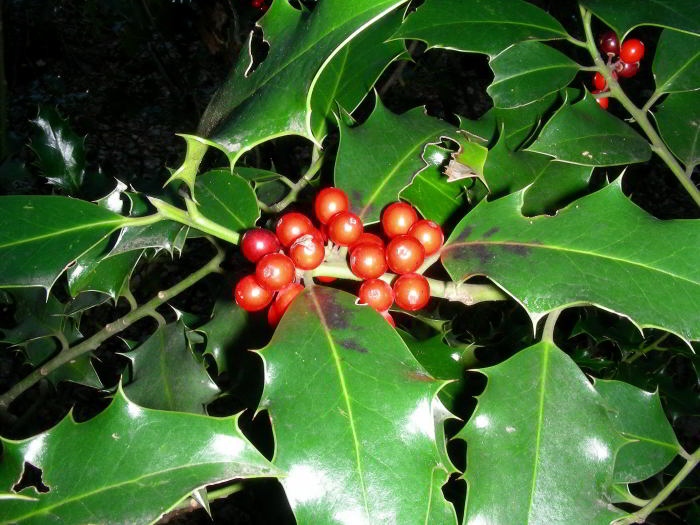 Ilex-aquifolium-L.-69.jpg