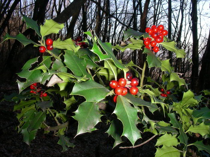 Ilex-aquifolium-33.jpg