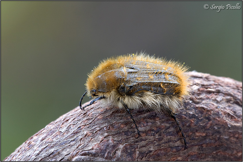 tropinota08_4690.jpg
