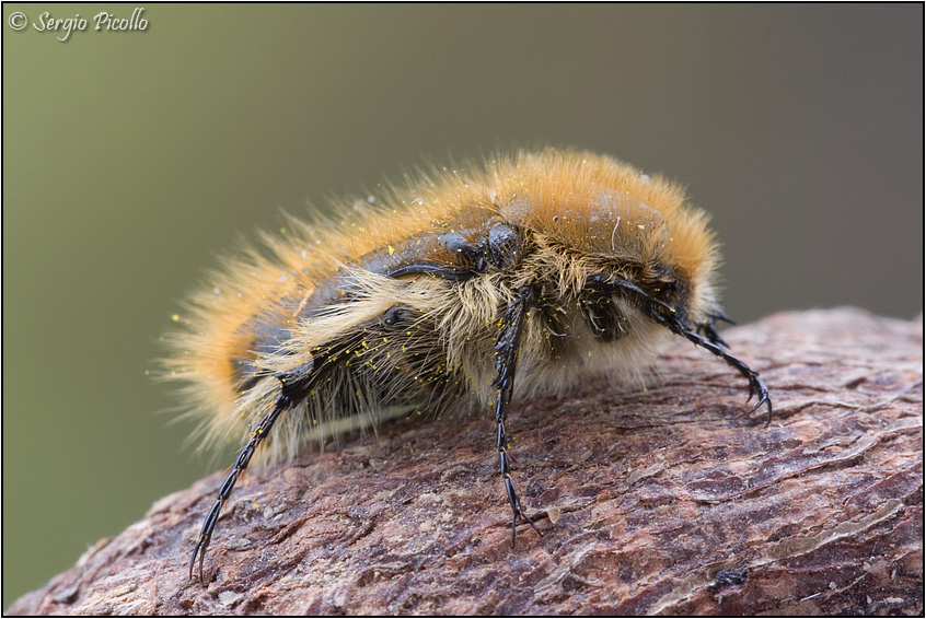 tropinota08_4691.jpg