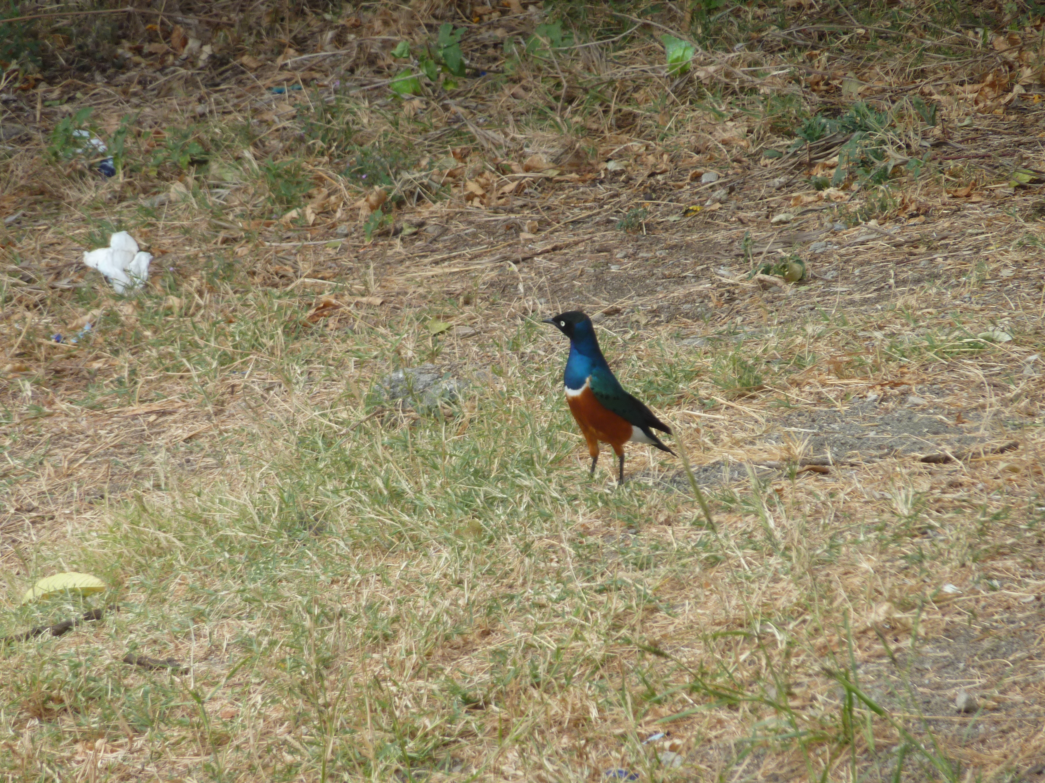P1090163.JPG
