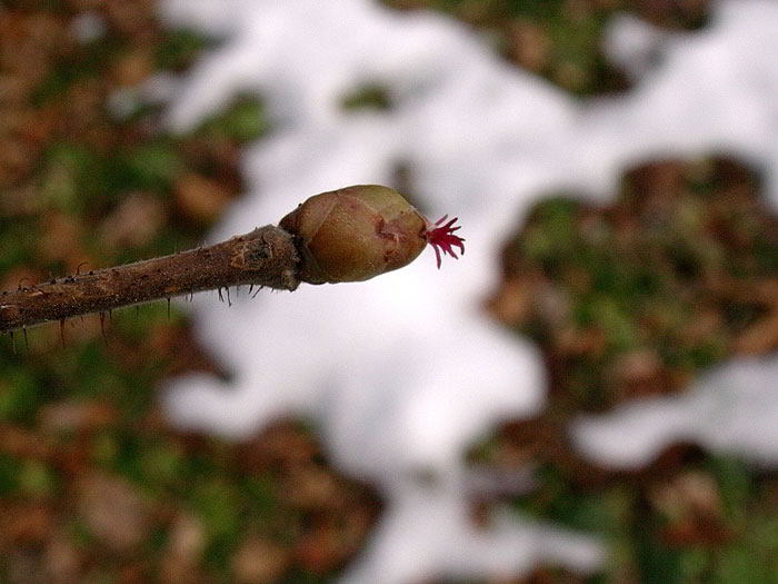 Corylus-avellana-f-2487.jpg