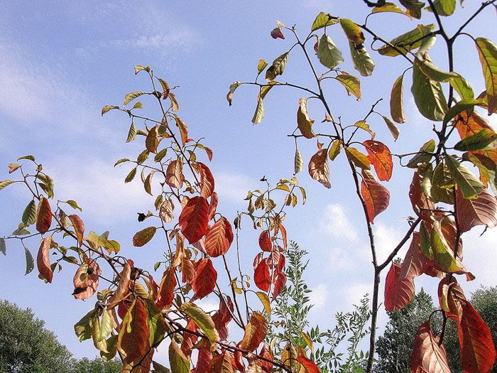 Frangula-alnus-7342.jpg
