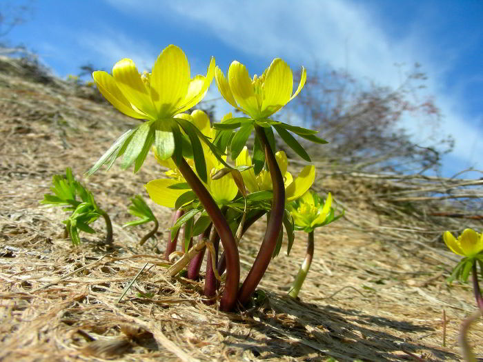 Eranthis hyemalis (L.) Salisb. 130219-04.jpg