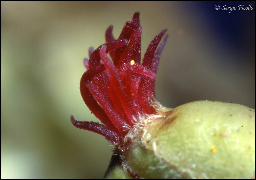 nocciolo_fiore01diaGf.jpg
