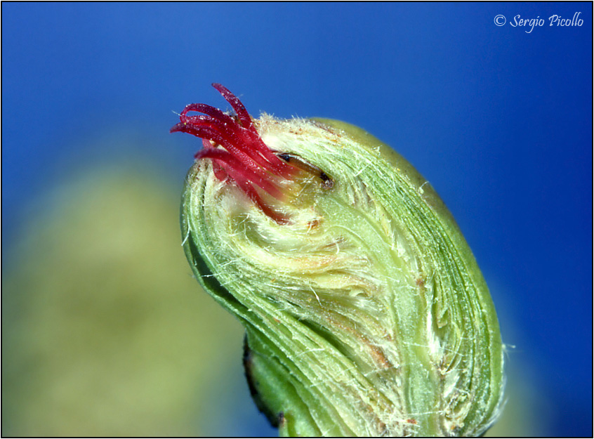nocciolo_fiore03-diaGf.jpg