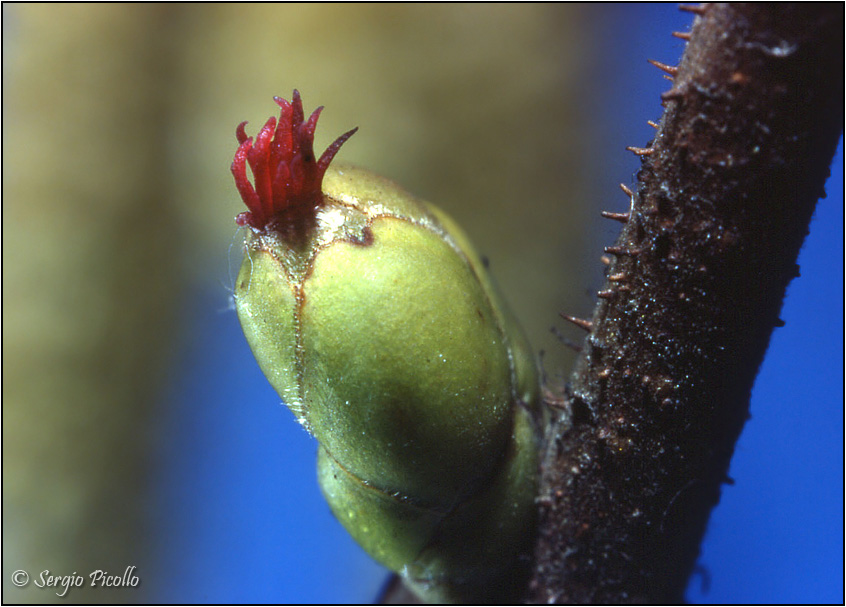 nocciolo_fiore05-DGf.jpg