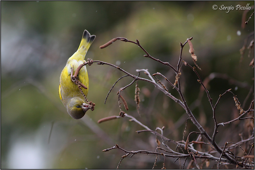 verdone-20130119-008-JOGf.jpg