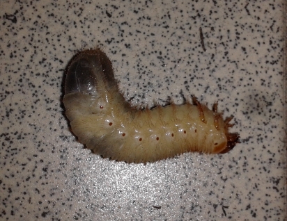2013-04-14 larva.jpg