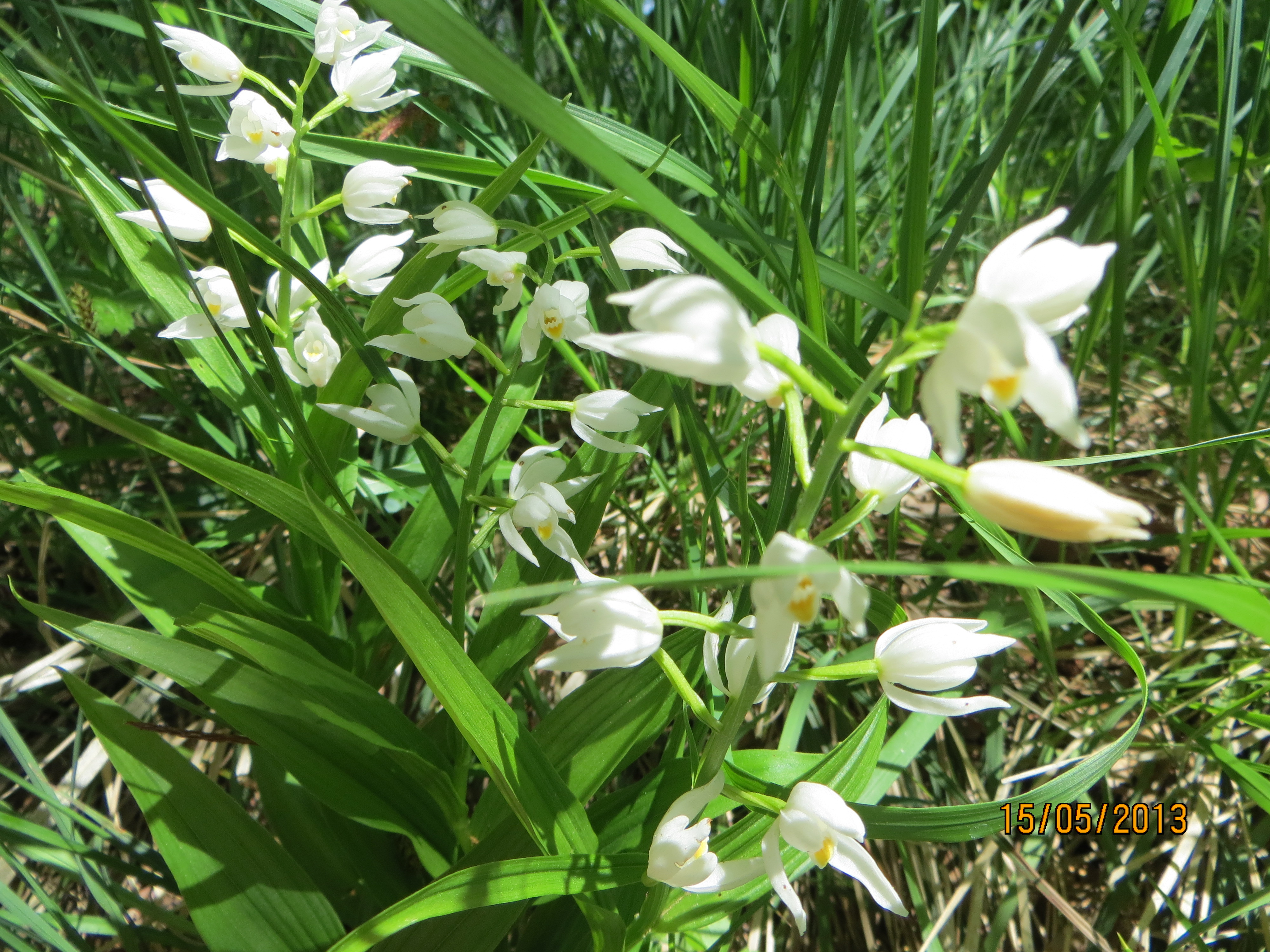 Cephalantera longifolia 1.jpg