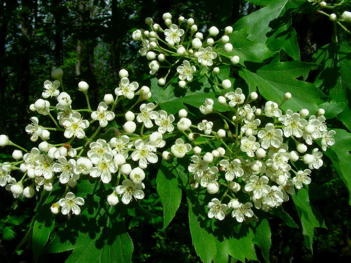 Sorbus-torminalis-89.jpg