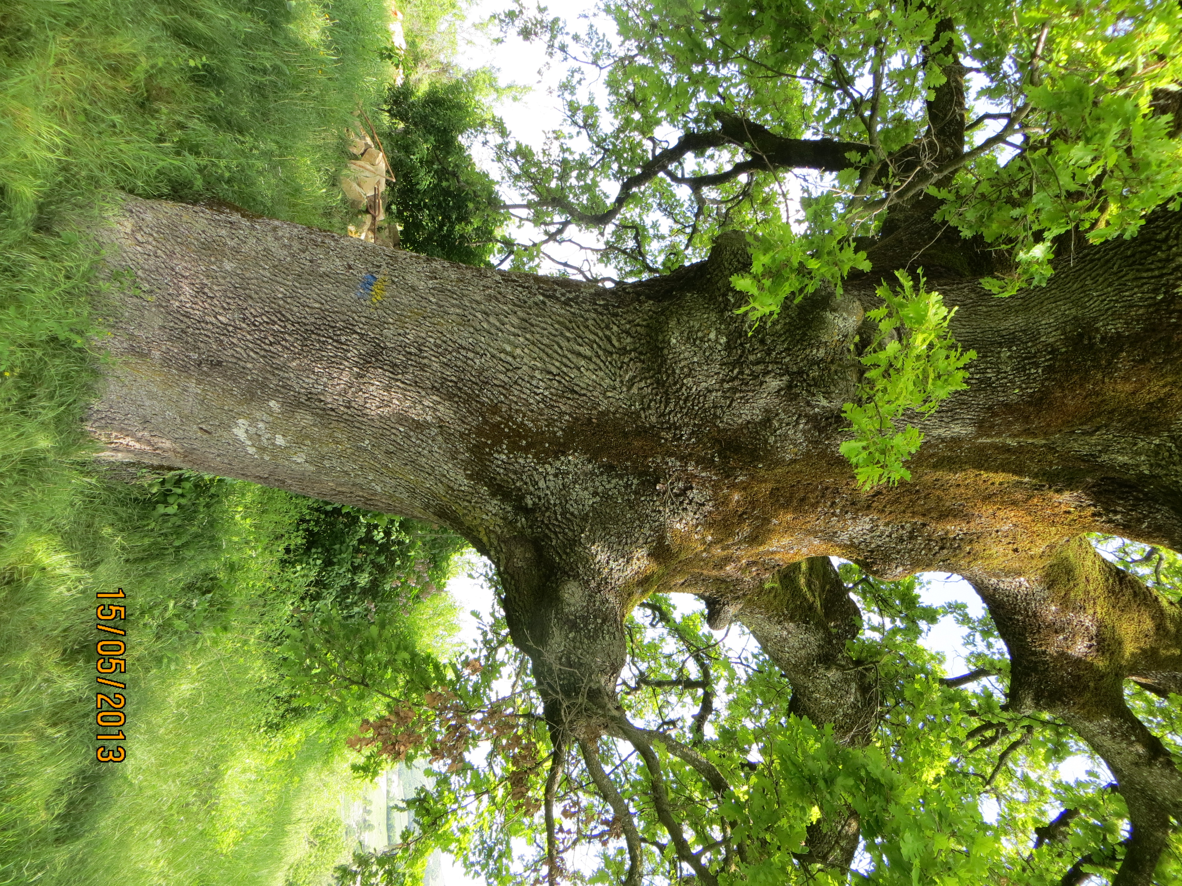 Roverella di Pellegrino palco.jpg