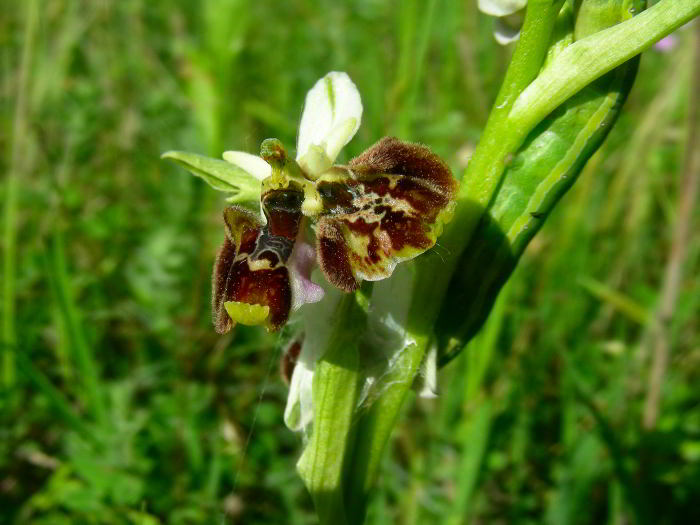 Ophrys-fuciflora-38.jpg