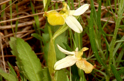 Crognolo 22 05 05 Fuciflora apocr..JPG