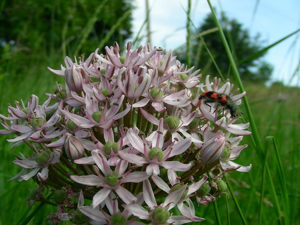 Allium nigrum 672 copia.jpg