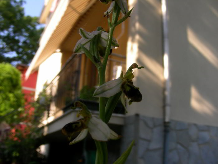 Ophrys-apifera-Huds.92.jpg