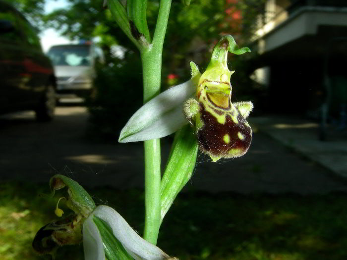 Ophrys-apifera-Huds.95.jpg