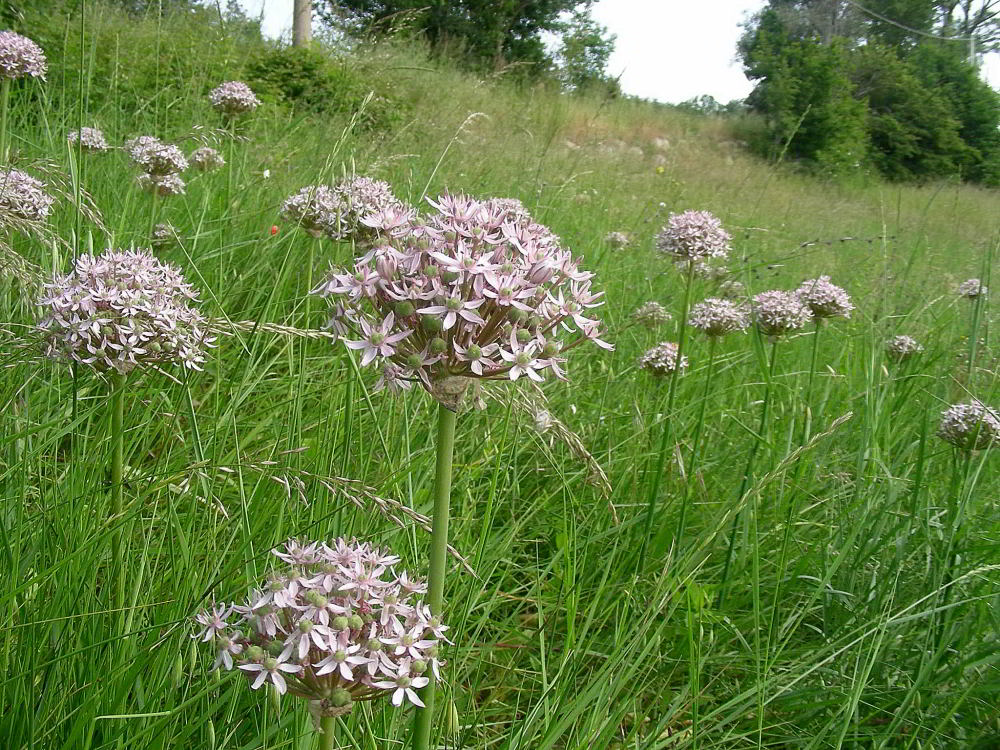 Allium nigrum 673 copia.jpg