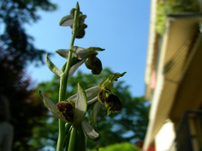 Ophrys-apifera-4167.jpg
