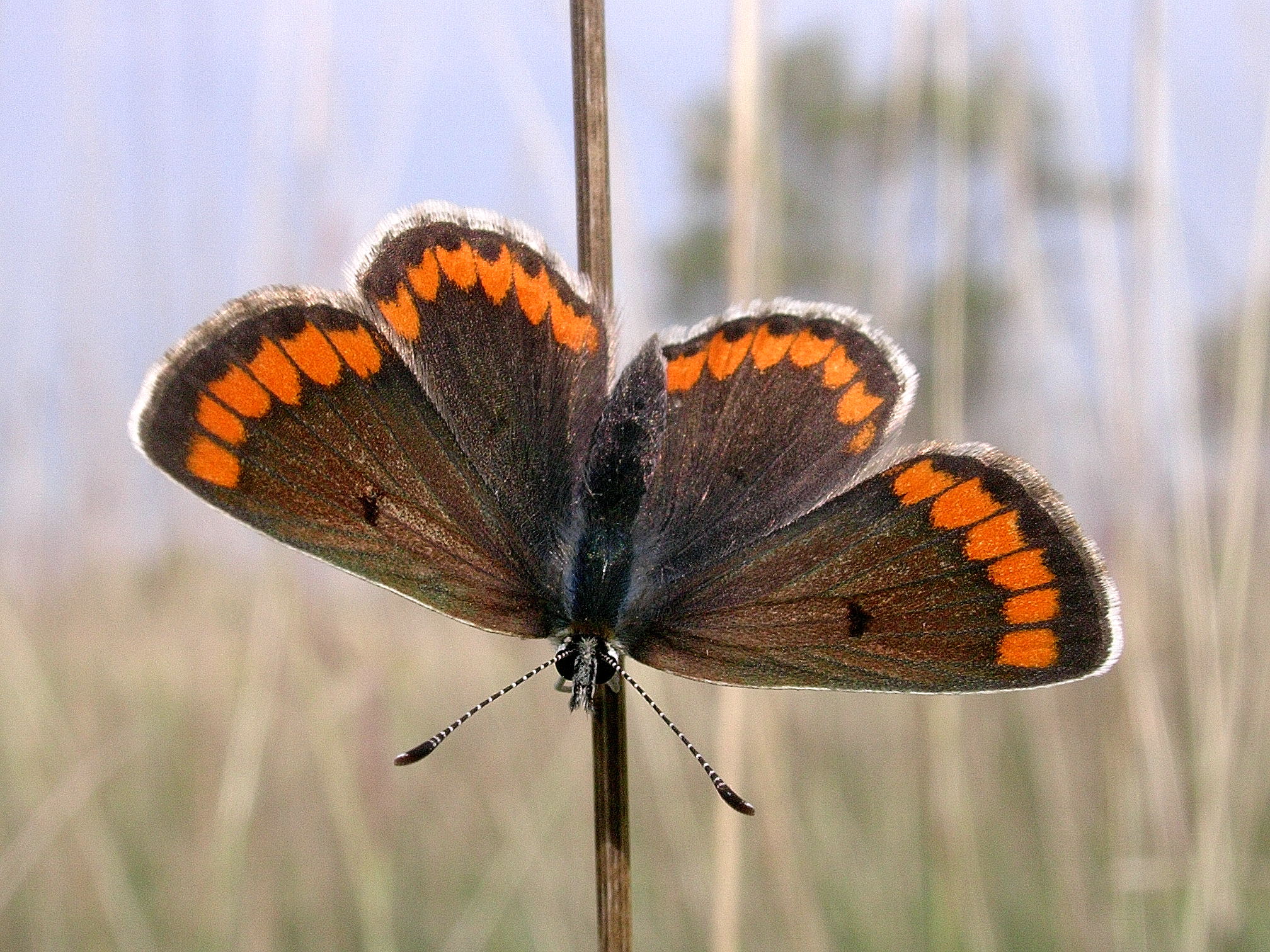 Aricia agestis 23-09-05 Parco Taro Noceto PR 7667 copia.jpg