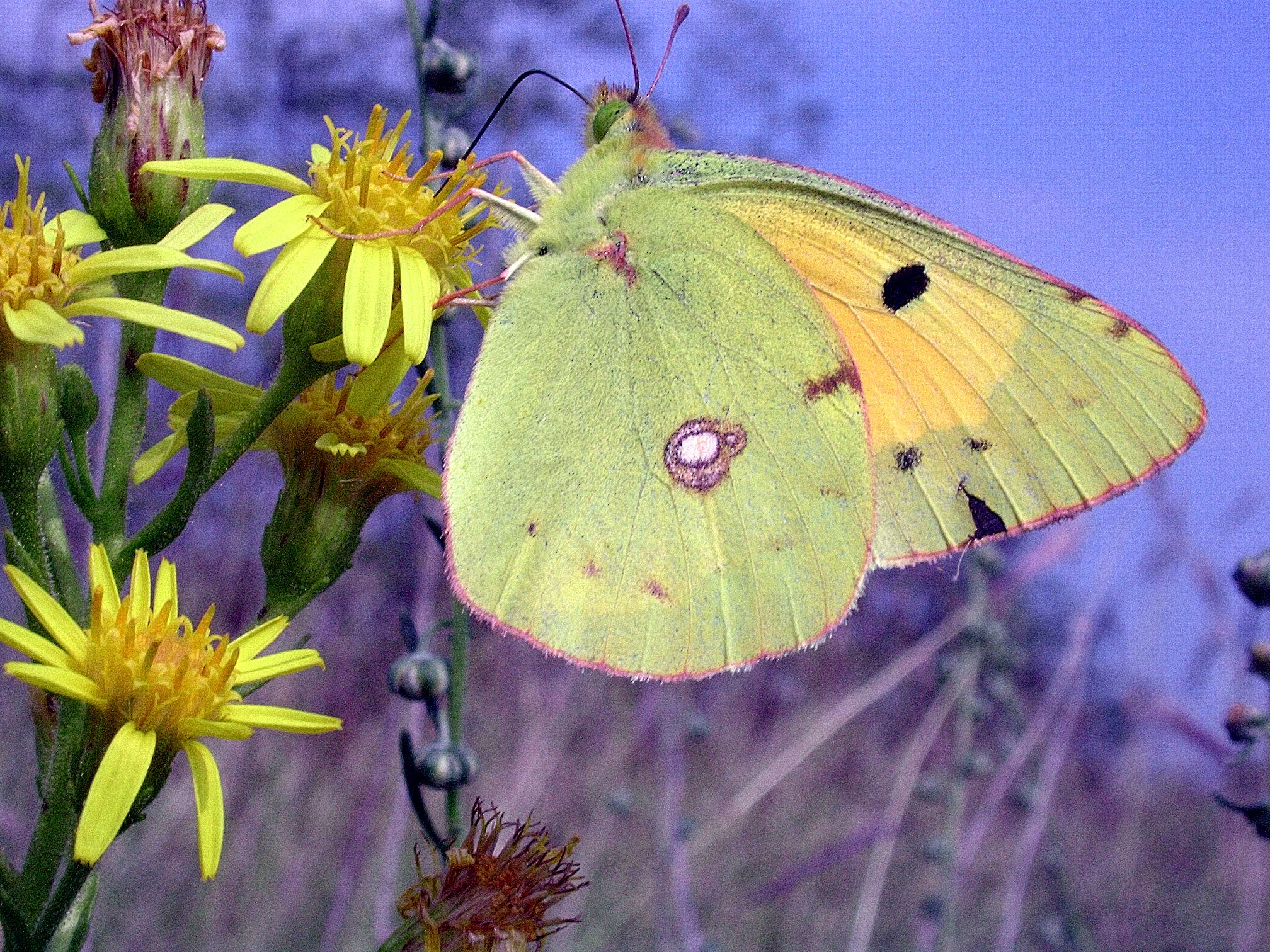 Colias sp su Inula viscosa 23-09-05 Parco Taro Noceto PR 7686 copia.jpg