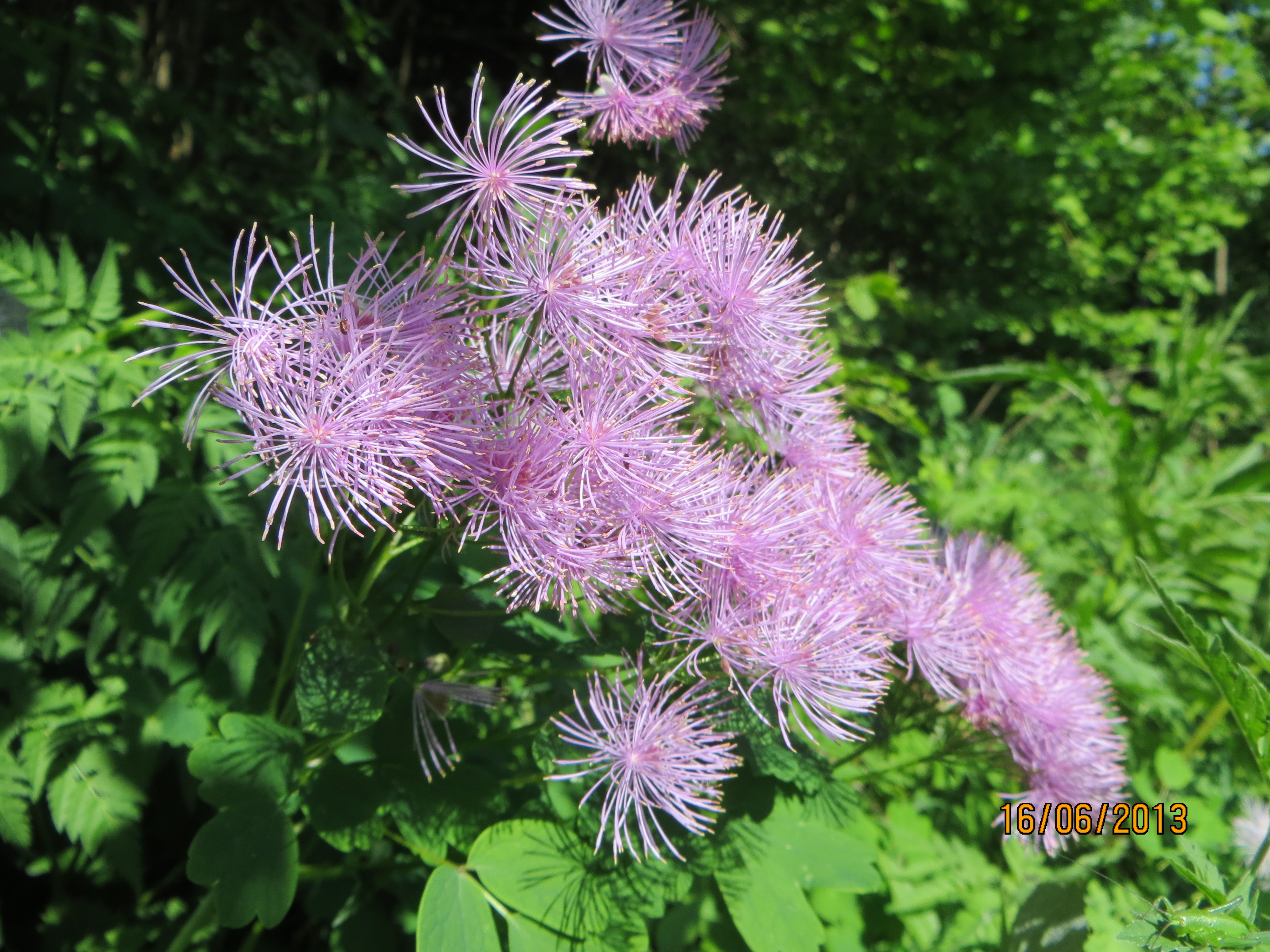 Thalictrum ben pettinato.jpg