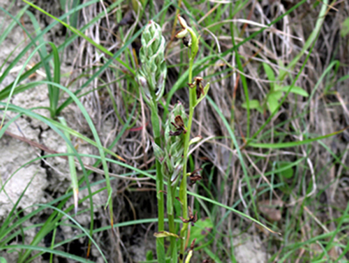 2360 A. coriophora subsp. fragrans O. insectifera .jpg