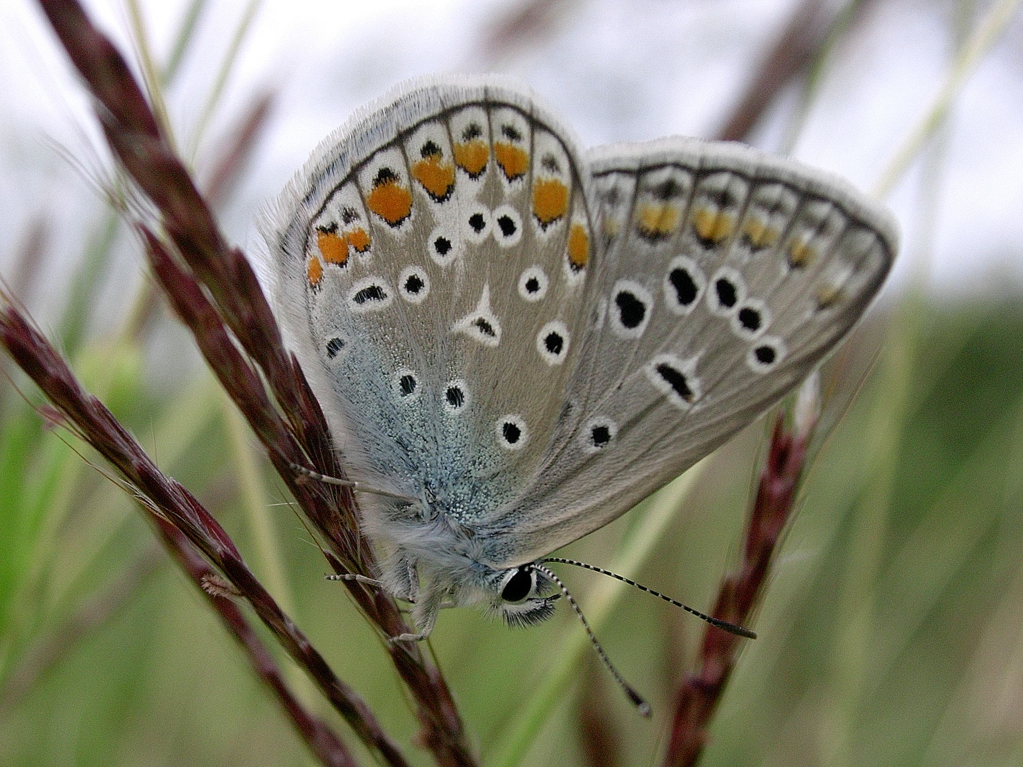 Polyommatus bellargus 23-09-05 Parco Taro Noceto PR 7642 copia.jpg