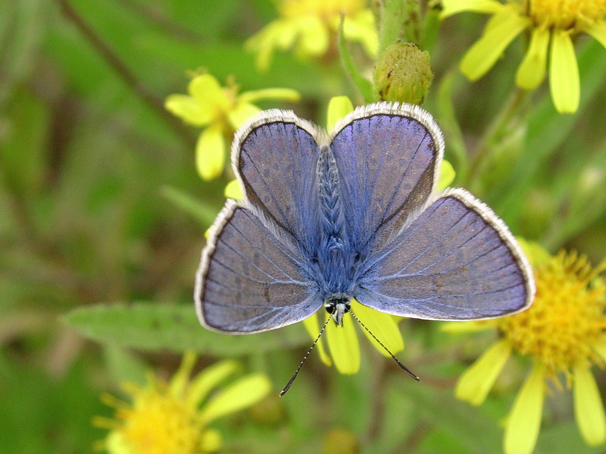 Polyommatus bellargus 23-09-05 Parco Taro Noceto PR 7641 copia.jpg