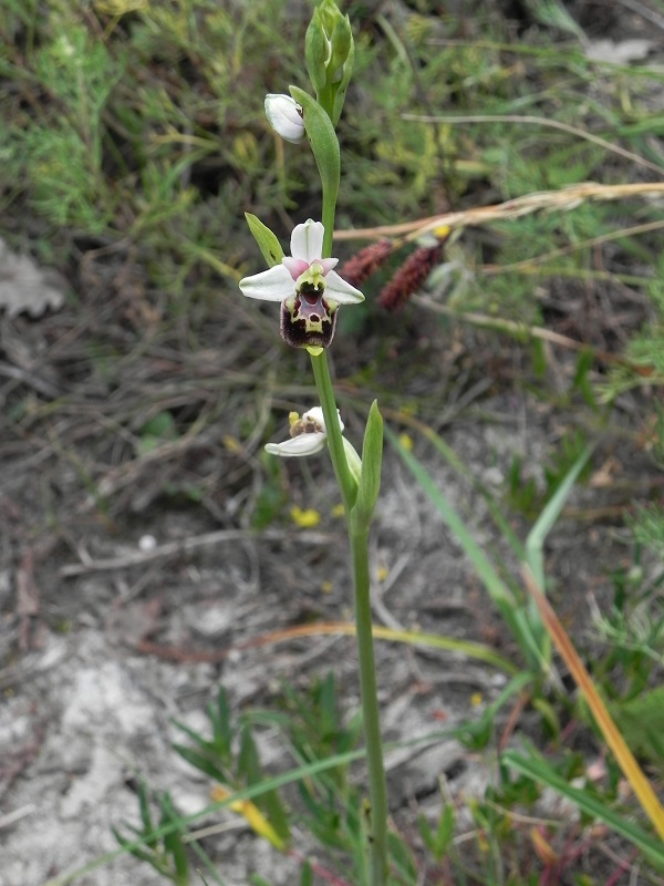 Ophrys_cfr_tetraloniae01.JPG