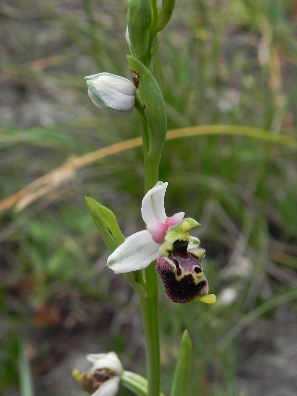 Ophrys_cfr_tetraloniae02.JPG